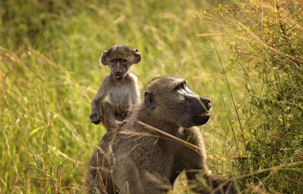 baboon 2798928